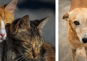 What is a Steri-Thon & How to Sponsor an Animal