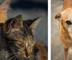 What is a Steri-Thon & How to Sponsor an Animal