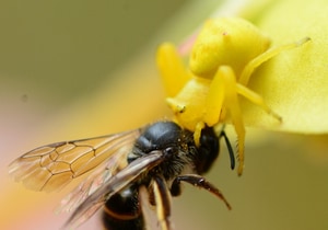 Nature’s Tiny Gladiators