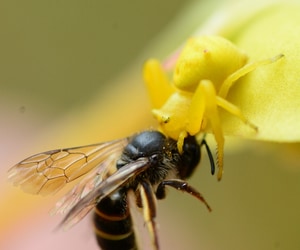 Nature’s Tiny Gladiators