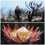 How Fynbos Springs to Life After Fire