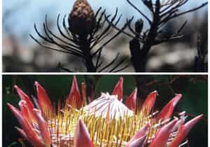 How Fynbos Springs to Life After Fire