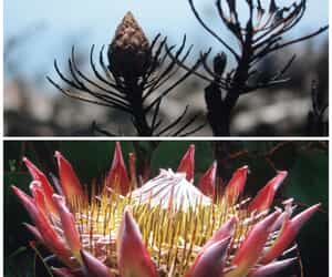 How Fynbos Springs to Life After Fire