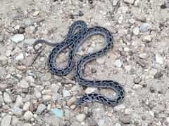 Wildlife Wonders at Grootbos Foundation