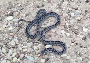 Wildlife Wonders at Grootbos Foundation