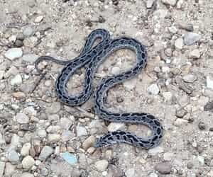 Wildlife Wonders at Grootbos Foundation