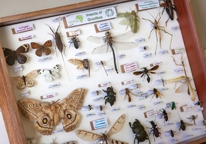 Building Knowledge, Celebrating Biodiversity!