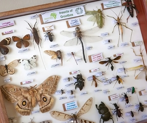 Building Knowledge, Celebrating Biodiversity!