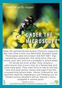 Under the Microscope: The Spotted Blister Beetle