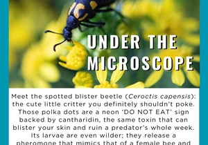 Under the Microscope: The Spotted Blister Beetle