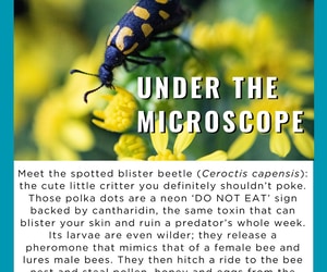 Under the Microscope: The Spotted Blister Beetle