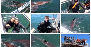 Daily Blog: 24 November 2025 | Shark Cage Diving in South Africa