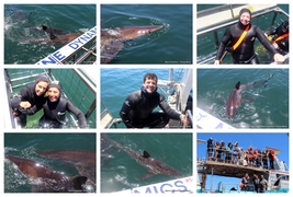 Daily Blog: 24 November 2025 | Shark Cage Diving in South Africa