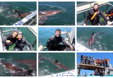 Daily Blog: 24 November 2025 | Shark Cage Diving in South Africa