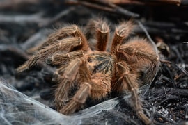 Wild Discoveries After the Fire