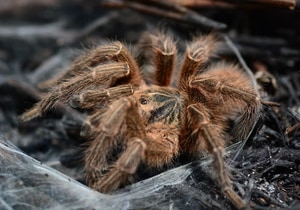 Wild Discoveries After the Fire