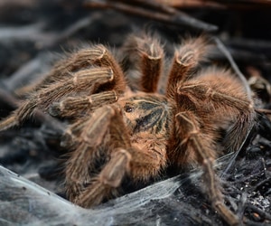 Wild Discoveries After the Fire