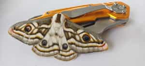 Gratitude After the Gansbaai–Stanford Fynbos Fire