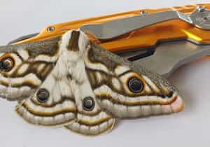 Gratitude After the Gansbaai–Stanford Fynbos Fire