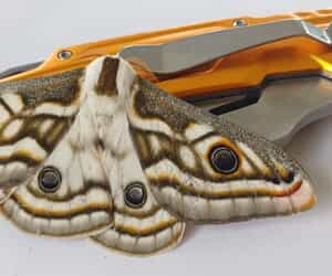 Gratitude After the Gansbaai–Stanford Fynbos Fire