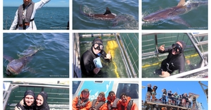 Daily Blog: 01 December 2025 | Shark Cage Diving in South Africa