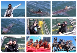 Daily Blog: 01 December 2025 | Shark Cage Diving in South Africa