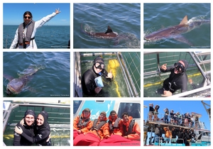Daily Blog: 01 December 2025 | Shark Cage Diving in South Africa