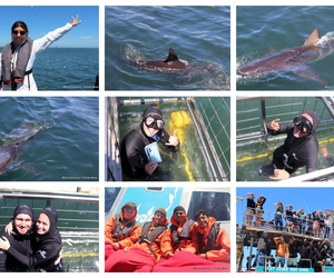 Daily Blog: 01 December 2025 | Shark Cage Diving in South Africa