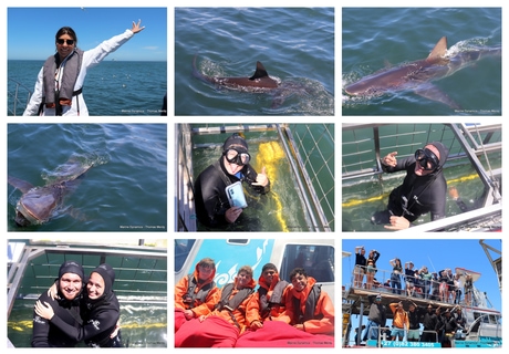 Daily Blog: 01 December 2025 | Shark Cage Diving in South Africa