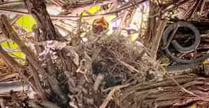 Fiscal Flycatcher Babies Thrive