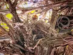 Fiscal Flycatcher Babies Thrive