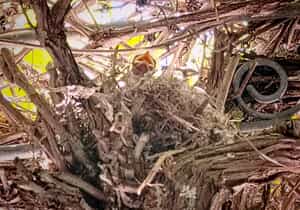 Fiscal Flycatcher Babies Thrive