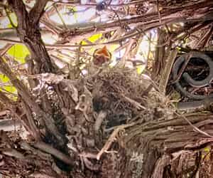 Fiscal Flycatcher Babies Thrive