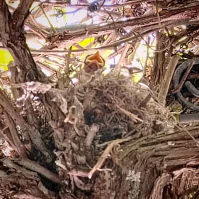 Fiscal Flycatcher Babies Thrive