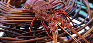 Crayfish Season 2025