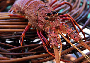 Crayfish Season 2025