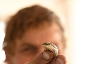 Mike Fabricius in Action