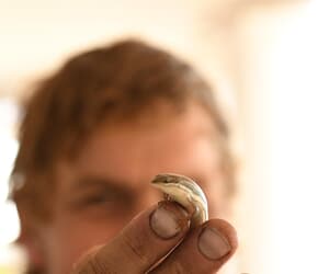 Mike Fabricius in Action