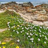 Photo Credit: Daleen Stikling - Pearly Beach Ratepayers - Xplorio™ Gansbaai