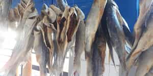 8d8a0538_3cfb_459f_be53_95c0ac09bf46_1765531509