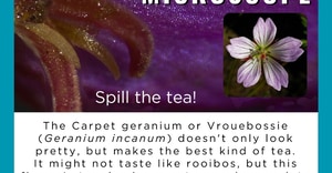 Carpet Geranium: Medicinal Fynbos Spotlight