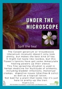 Carpet Geranium: Medicinal Fynbos Spotlight
