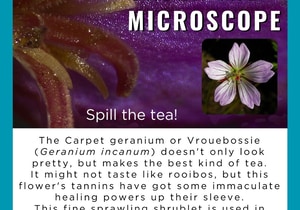 Carpet Geranium: Medicinal Fynbos Spotlight