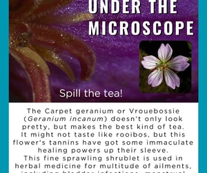 Carpet Geranium: Medicinal Fynbos Spotlight