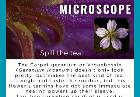 Carpet Geranium: Medicinal Fynbos Spotlight