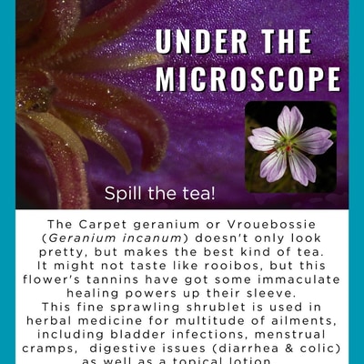 Carpet Geranium: Medicinal Fynbos Spotlight