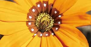 Fynbos Pollinators: Monkey Beetles and Leafcutter Bees