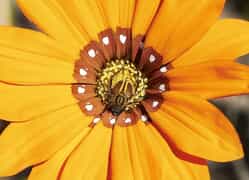 Fynbos Pollinators: Monkey Beetles and Leafcutter Bees