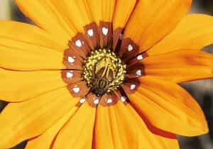 Fynbos Pollinators: Monkey Beetles and Leafcutter Bees