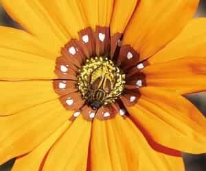 Fynbos Pollinators: Monkey Beetles and Leafcutter Bees
